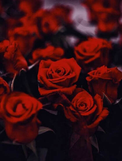 娇艳欲滴的玫瑰花，红色的玫瑰花唯美摄影图片