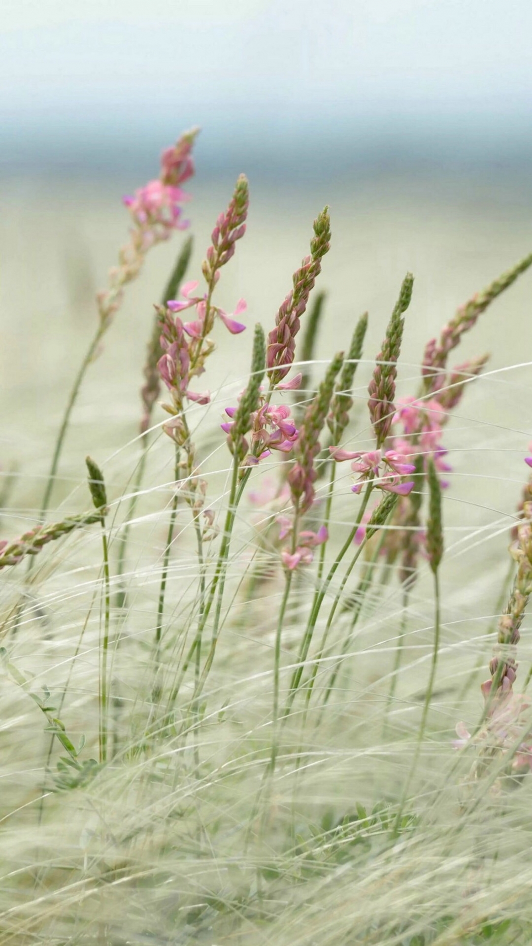 唯美野外茅草地，盛开的绶草花朵壁纸大图