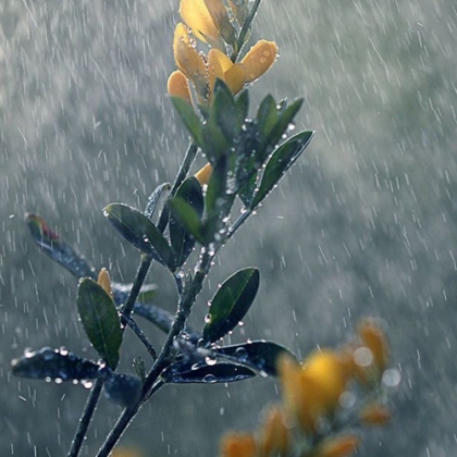 下雨的图片，下雨中的各种场景图片