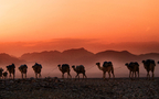 沙漠骆驼，漫天黄沙的沙漠景色壁纸图片组图1