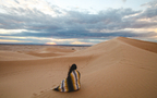 沙漠骆驼，漫天黄沙的沙漠景色壁纸图片组图11