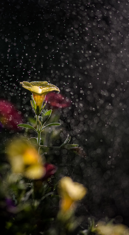 唯美的太阳花向日葵和百合等植物手机背景图片