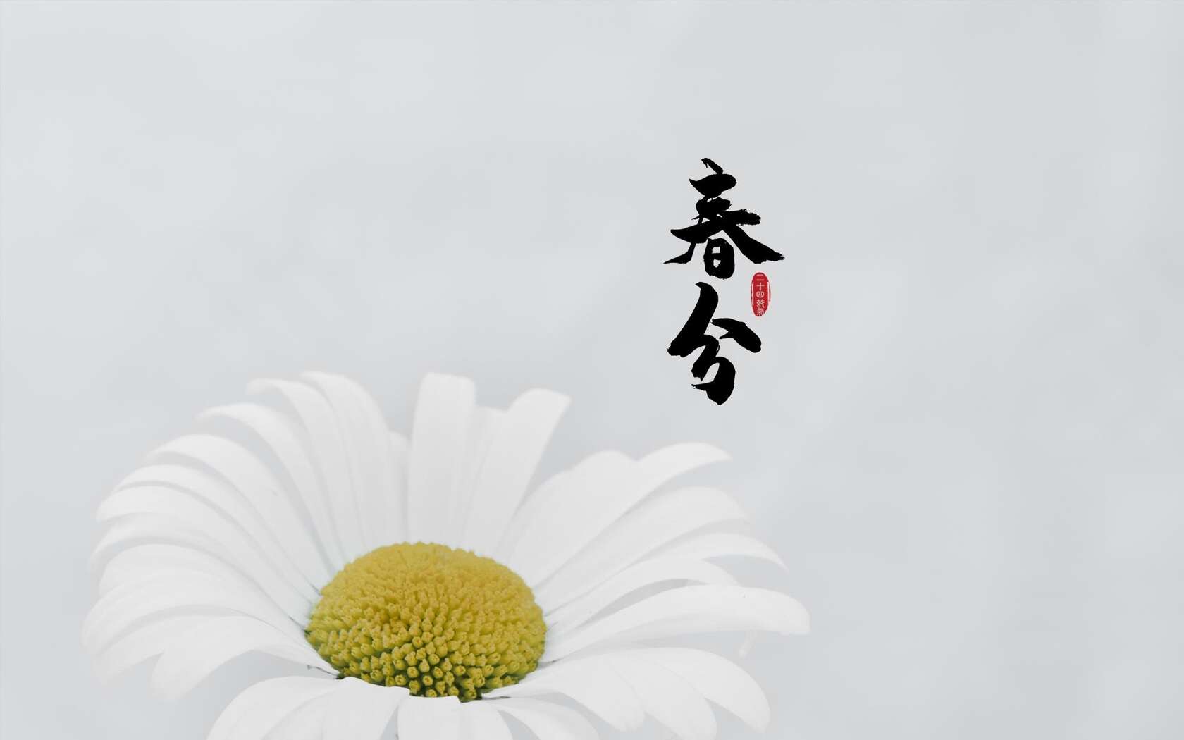 春分图片，以各类菊花为背景的唯美带字春分壁纸图片第1张图片