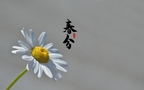 春分图片，以各类菊花为背景的唯美带字春分壁纸图片组图2