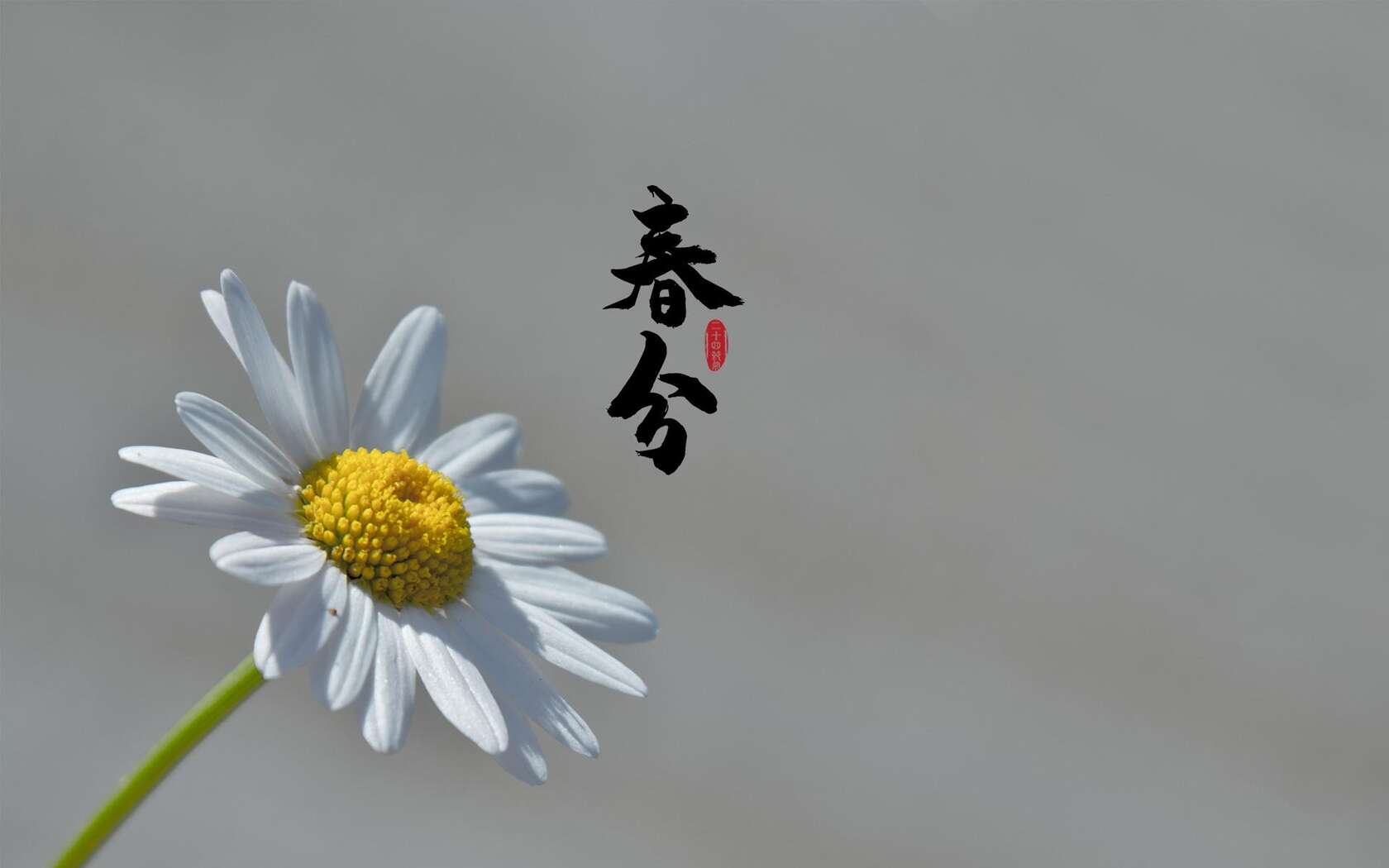 春分图片，以各类菊花为背景的唯美带字春分壁纸图片套图2