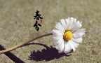春分图片，以各类菊花为背景的唯美带字春分壁纸图片组图9