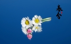 春分图片，以各类菊花为背景的唯美带字春分壁纸图片组图6