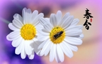 春分图片，以各类菊花为背景的唯美带字春分壁纸图片组图8