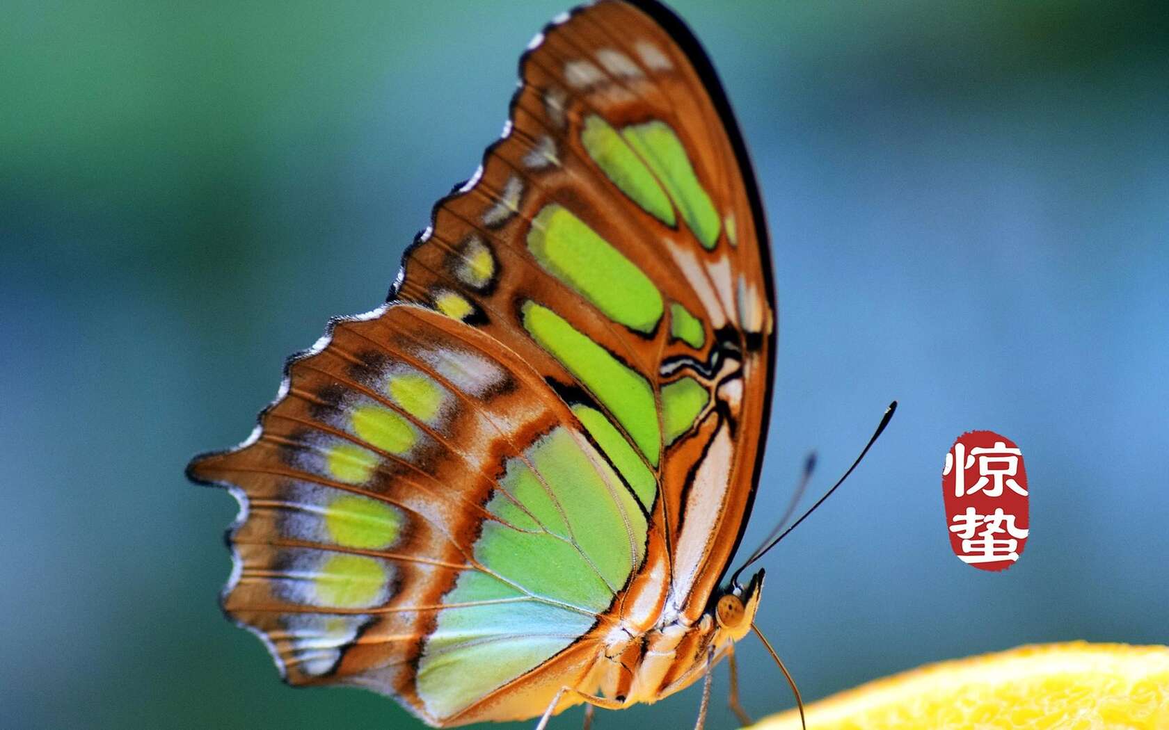 二十四节气惊蛰图片，以昆虫蝴蝶为背景的惊蛰带字壁纸图片套图1