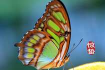 二十四节气惊蛰图片，以昆虫蝴蝶为背景的惊蛰带字壁纸图片