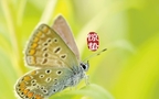 二十四节气惊蛰图片，以昆虫蝴蝶为背景的惊蛰带字壁纸图片组图6