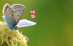 二十四节气惊蛰图片，以昆虫蝴蝶为背景的惊蛰带字壁纸图片组图8