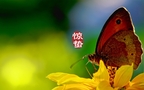 二十四节气惊蛰图片，以昆虫蝴蝶为背景的惊蛰带字壁纸图片组图9