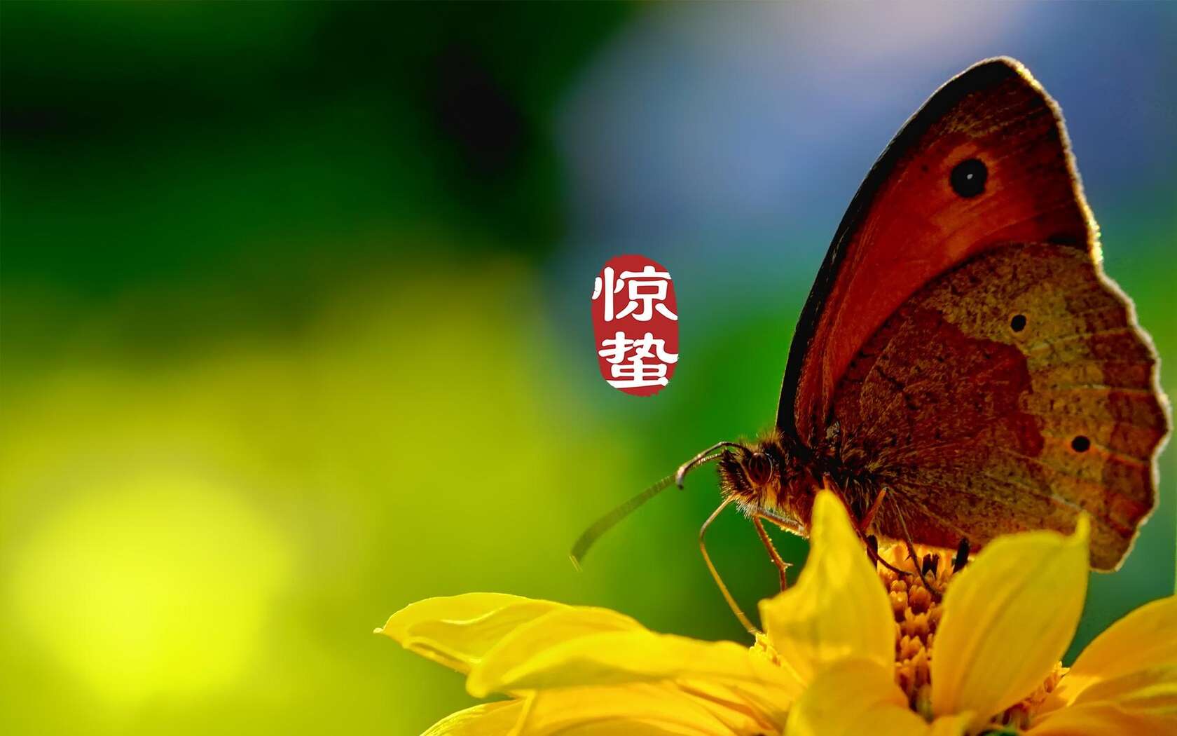 二十四节气惊蛰图片，以昆虫蝴蝶为背景的惊蛰带字壁纸图片第9张图片