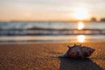 阳光细语，沙滩，贝壳，海星等唯美桌面壁纸图片