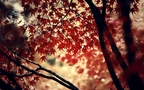 火红的颜色，震撼的色彩，唯美红色树叶、枫叶桌面壁纸图片组图2