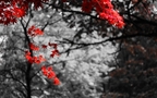 火红的颜色，震撼的色彩，唯美红色树叶、枫叶桌面壁纸图片组图3