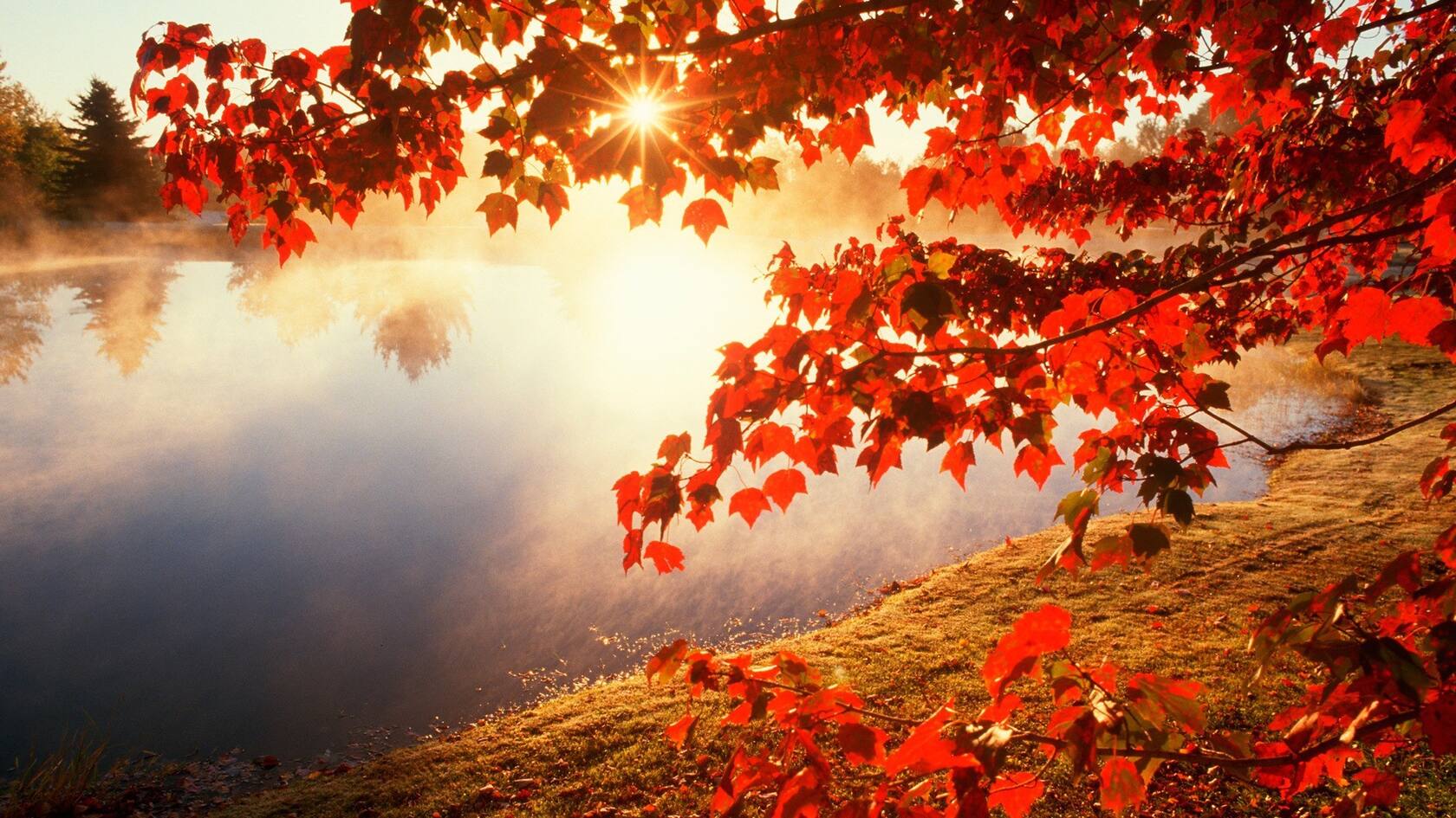 火红的颜色，震撼的色彩，唯美红色树叶、枫叶桌面壁纸图片套图5