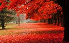 火红的颜色，震撼的色彩，唯美红色树叶、枫叶桌面壁纸图片组图4