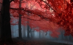 火红的颜色，震撼的色彩，唯美红色树叶、枫叶桌面壁纸图片组图8