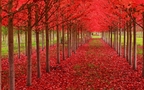 火红的颜色，震撼的色彩，唯美红色树叶、枫叶桌面壁纸图片组图9