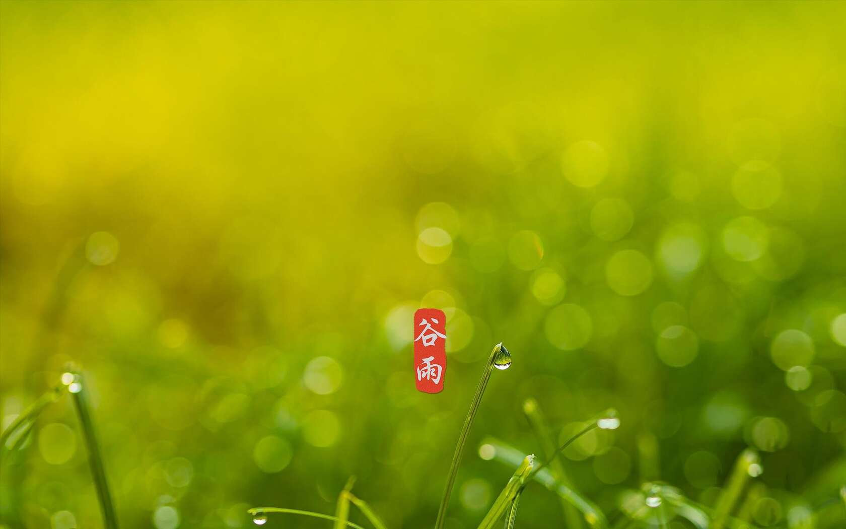 二十四节气之谷雨主题壁纸，以露珠为背景的唯美谷雨桌面壁纸图片套图6