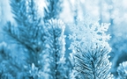冰雪中的绿意，唯美高清冰雪中的树木枝丫微距桌面壁纸图片组图3