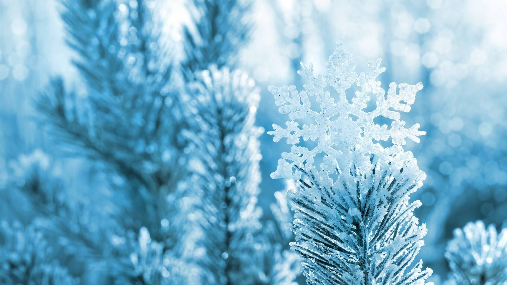 冰雪中的绿意，唯美高清冰雪中的树木枝丫微距桌面壁纸图片第3张图片