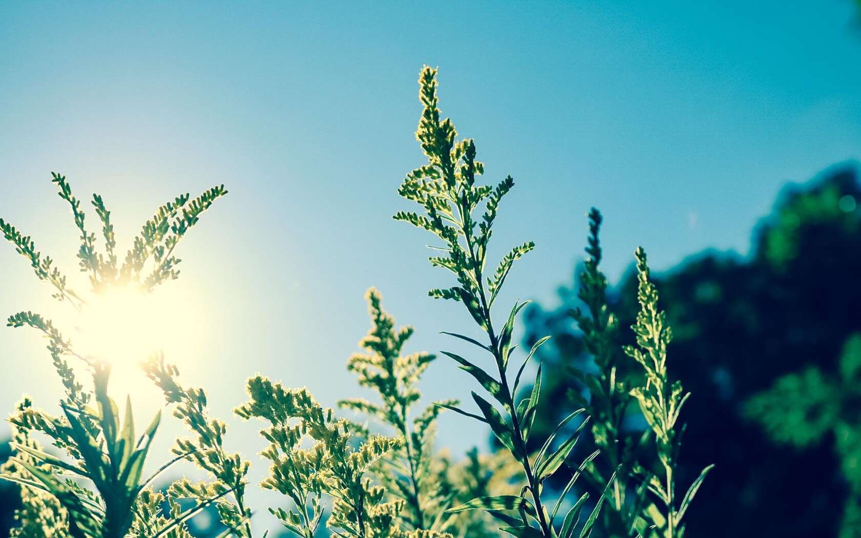 唯美逆光桌面壁纸，温暖的感觉，就像爱与被爱套图3