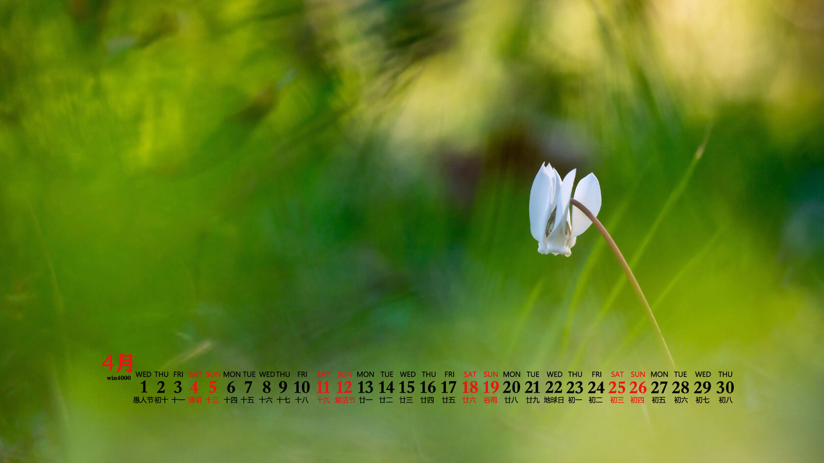 美丽的野花，花朵花卉植物壁纸图片，2020年4月唯美日历桌面图片第7张图片