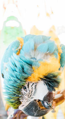 会说话的鸟“金刚鹦鹉”动物手机壁纸4月4日推荐