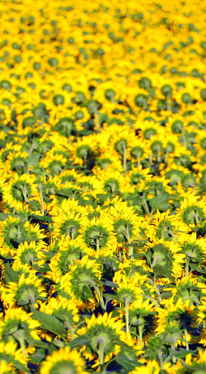 金黄的太阳花向日葵田园唯美风景手机壁纸