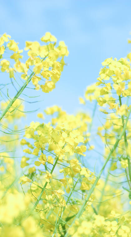 蓝天下的金黄油菜花高清手机壁纸