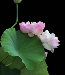 粉嫩荷花花朵，花苞图片，如同少女粉红面颊的荷花美图欣赏组图2