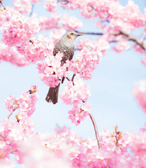 三月阳春桃花红，宛如朝霞般的粉嫩桃花摄影美图欣赏