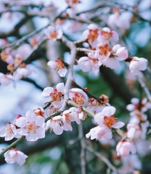 梅花寒梅图片，最超凡脱俗的腊梅梅花唯美摄影图片组图1