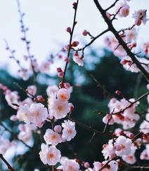 梅花寒梅图片，最超凡脱俗的腊梅梅花唯美摄影图片组图2