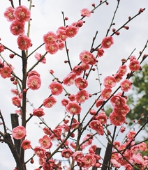 梅花寒梅图片，最超凡脱俗的腊梅梅花唯美摄影图片组图5