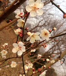 梅花寒梅图片，最超凡脱俗的腊梅梅花唯美摄影图片组图10