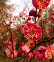 梅花寒梅图片，最超凡脱俗的腊梅梅花唯美摄影图片组图11