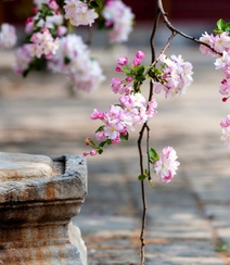 海棠花图片，花开海棠，观赏性植物花卉海棠花唯美摄影图片组图1