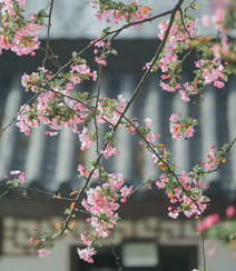 海棠花图片，花开海棠，观赏性植物花卉海棠花唯美摄影图片组图5