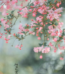 海棠花图片，花开海棠，观赏性植物花卉海棠花唯美摄影图片组图6