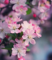 海棠花图片，花开海棠，观赏性植物花卉海棠花唯美摄影图片组图7