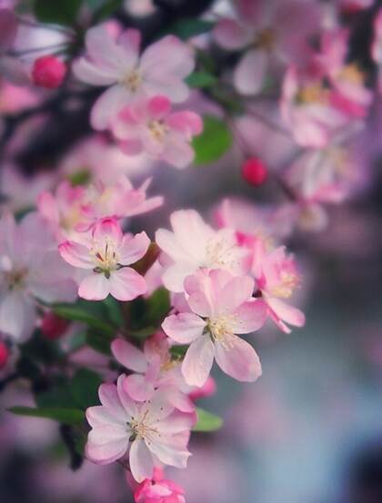 海棠花图片，花开海棠，观赏性植物花卉海棠花唯美摄影图片