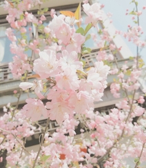 海棠花图片，花开海棠，观赏性植物花卉海棠花唯美摄影图片组图10