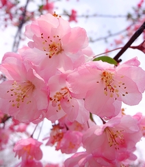 海棠花图片，花开海棠，观赏性植物花卉海棠花唯美摄影图片组图14