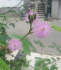 含羞草唯美图片，含羞草叶子花朵唯美摄影图片组图13