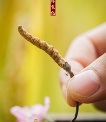 冬虫夏草图片，长在土里新鲜的冬虫夏草花唯美图片