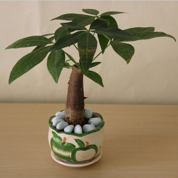 发财树图片，传说中的木棉科小乔木“发财树”清新图片图片